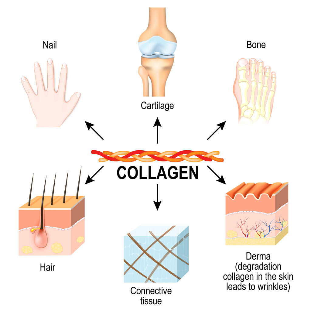 Collagen